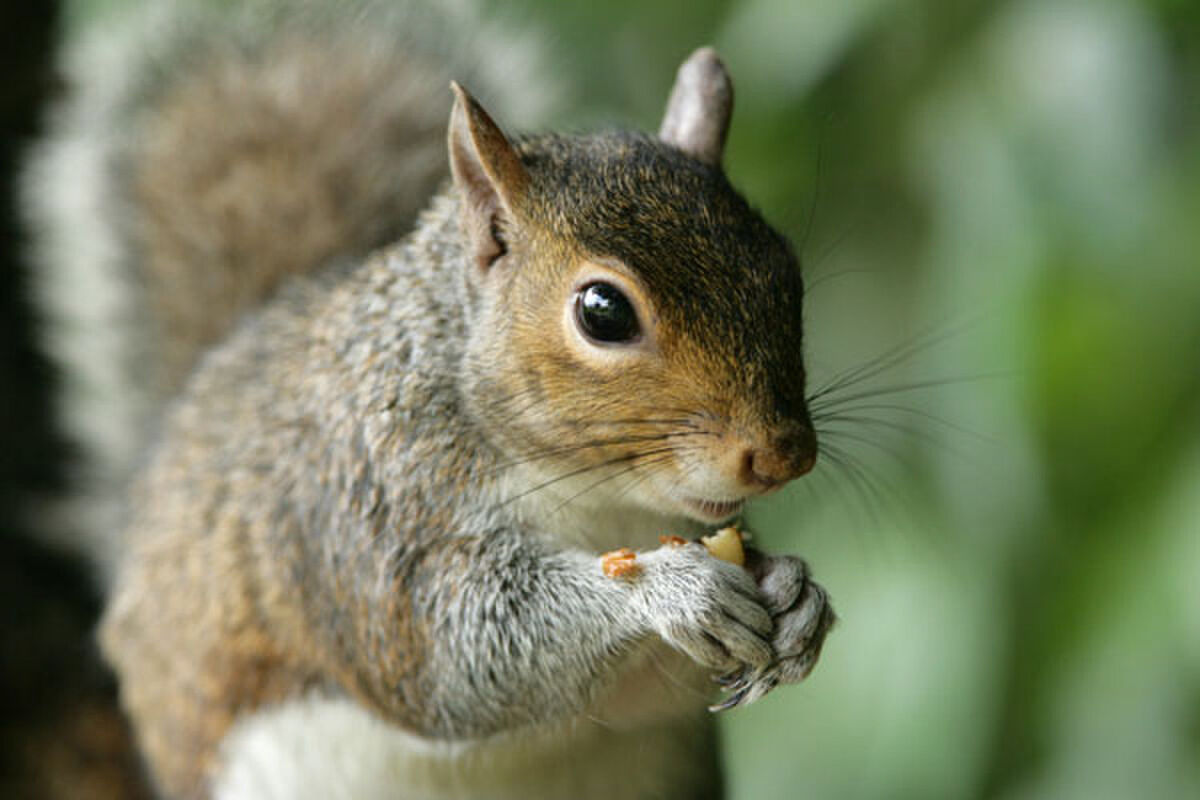 THE HOMELESS SQUIRREL