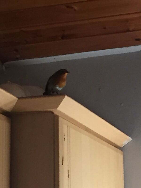 The Robin