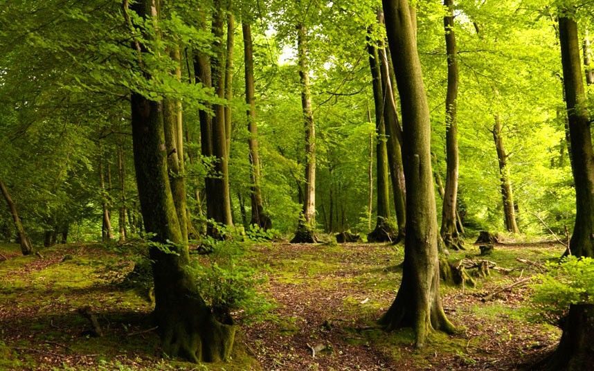 My Wilderness Woodland?