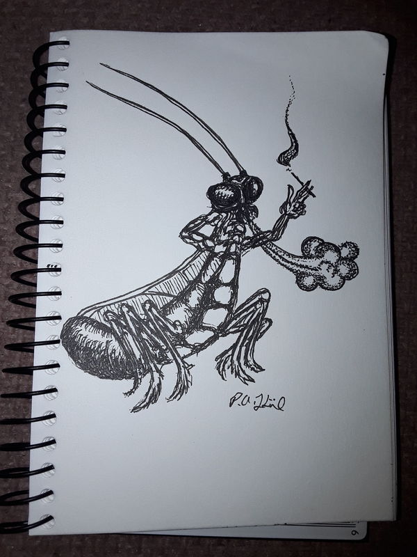 Insect 