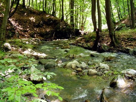 Riverbank