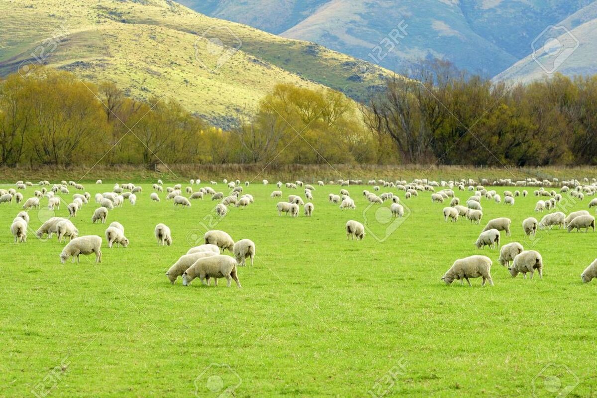 Sheep in the field.