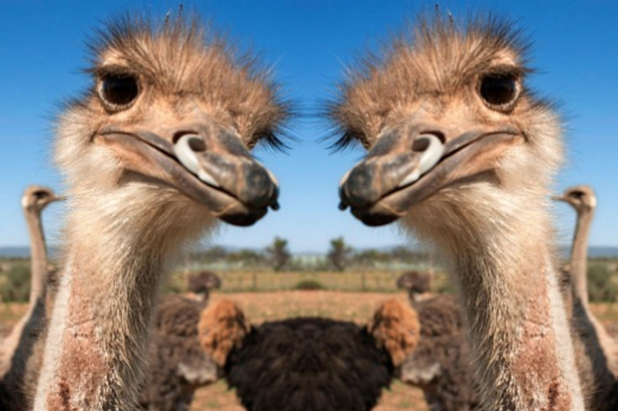 Ever Seen Two Ostriches Kissing