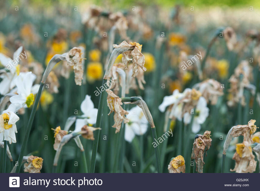 The Wilted Daffodil