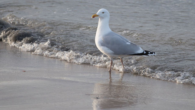 The seagulls