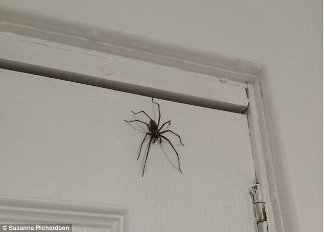 Harry Spider ?