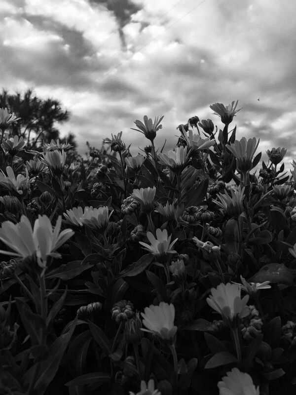 Flower beds