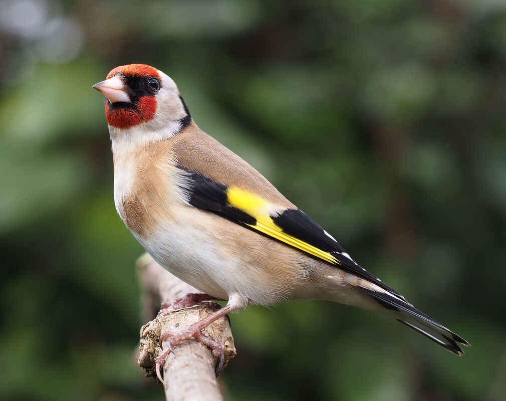 Carduelis Carduelis