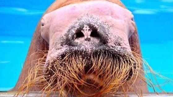 Kisses To Walruses 