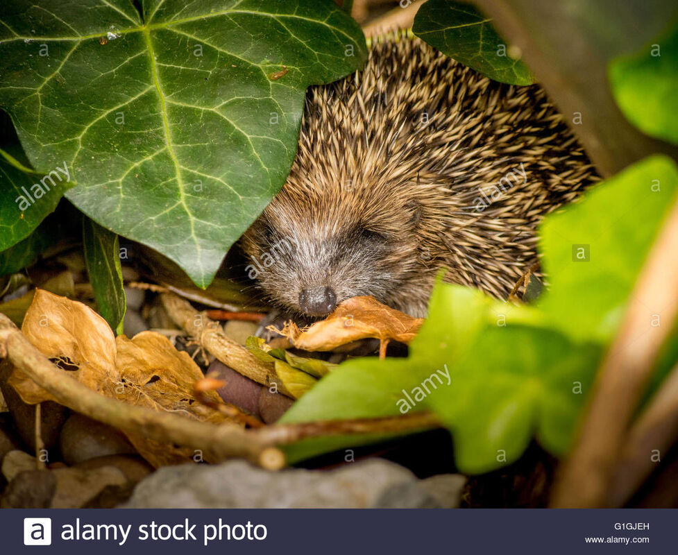Little Prickly Hedgehog?