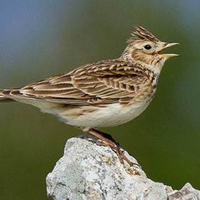 Joyful beyond measure