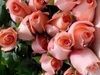 Adieu My Dear Muchacha Shana Punim