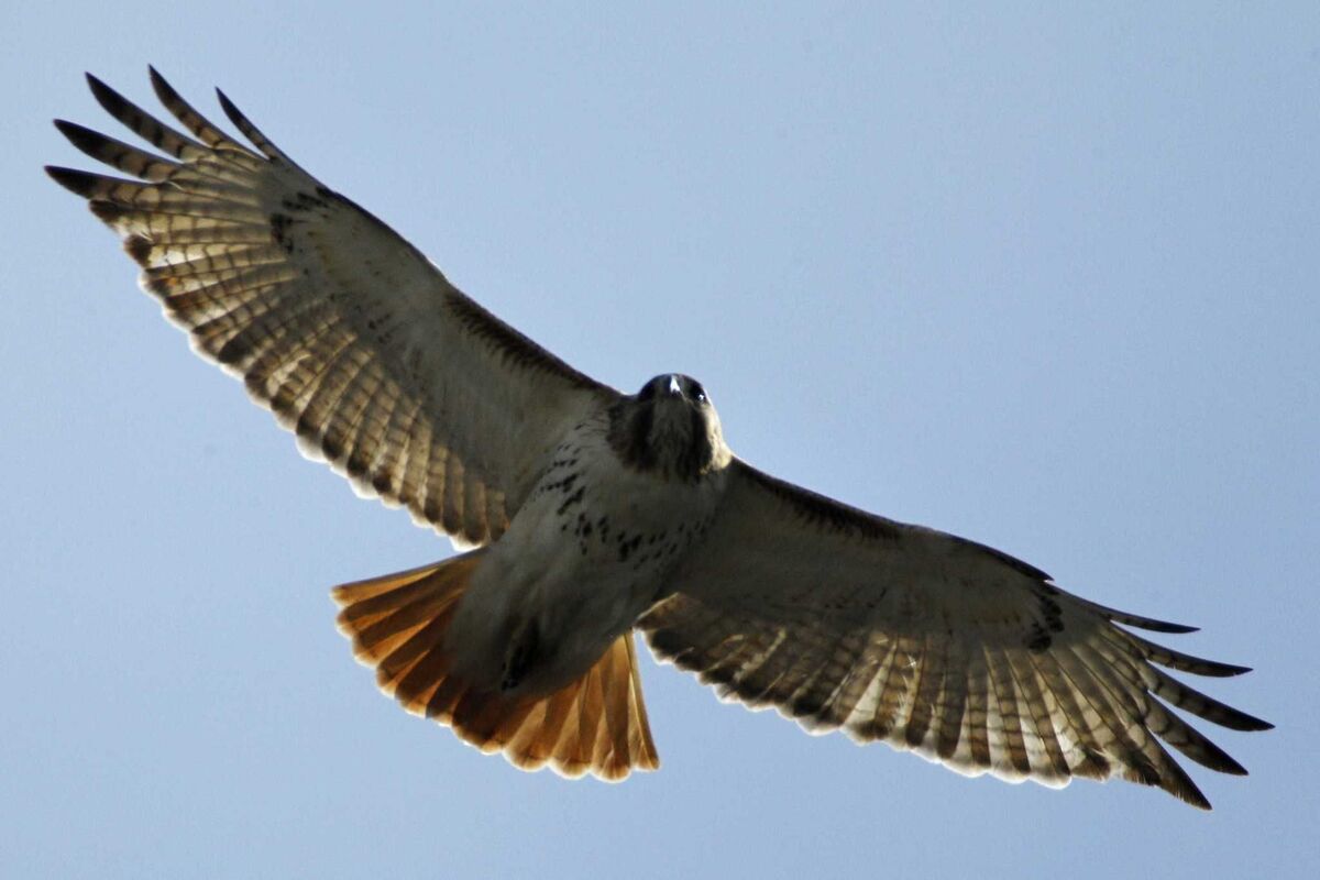 &quot;Spirit of a hawk&quot; By Ben Goode (2013) Rewritten 2019 (c)