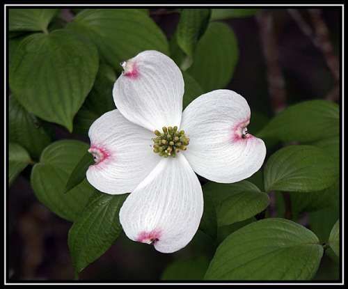 Dogwood