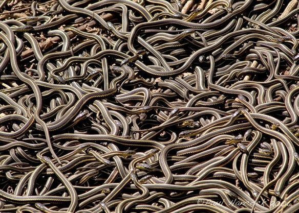 Snake pit