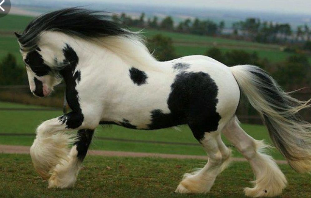 Gorgous
