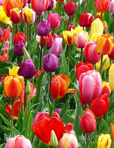 Spring in all its regalia