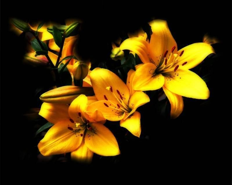 Birdsong and Lilydress   