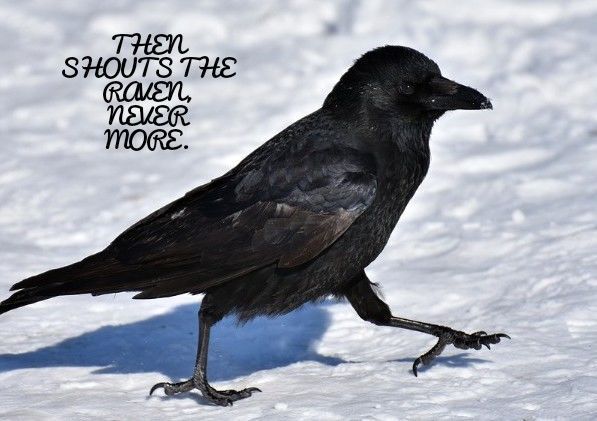 Raven