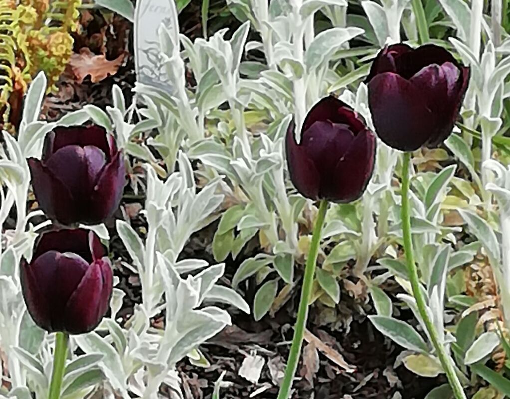 Black Tulip