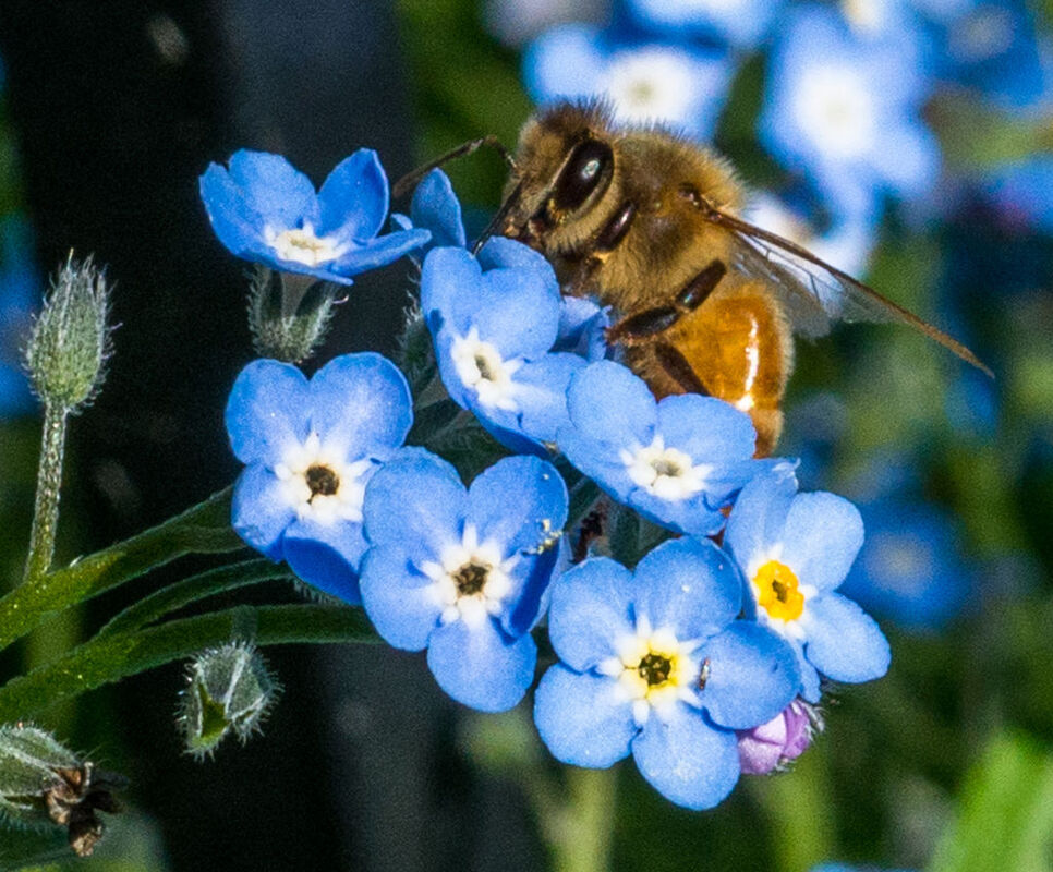 Save some for the Bees