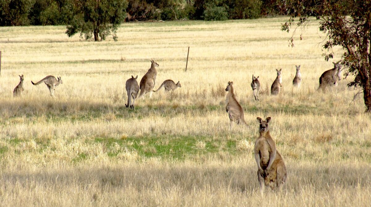 A Day In The Bush