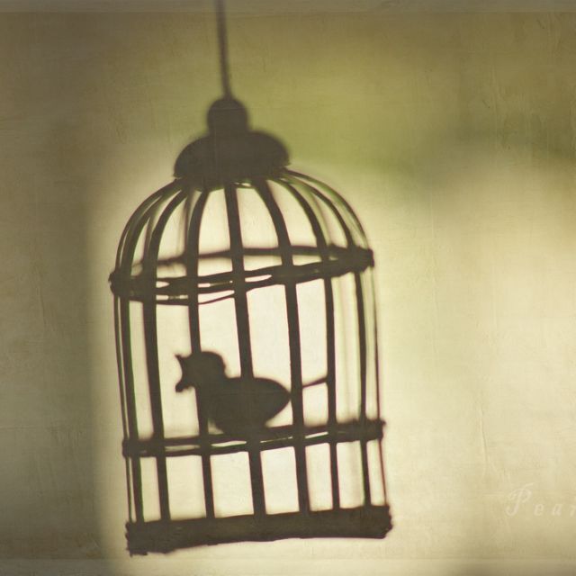 Why The Caged Bird Sings