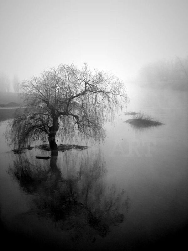 Weeping Willow