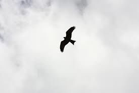 Like a bird