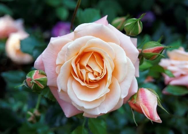 Peached upon a pretty face.