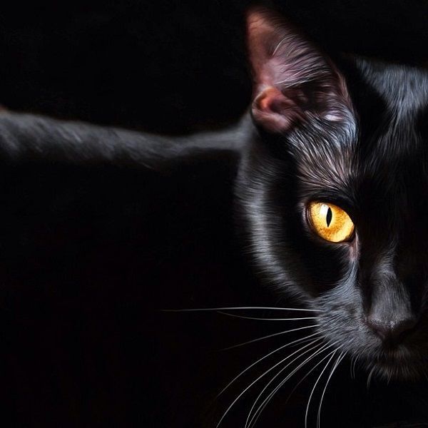 Black Cat