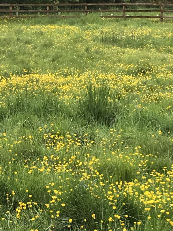 βOur humble buttercupβ?