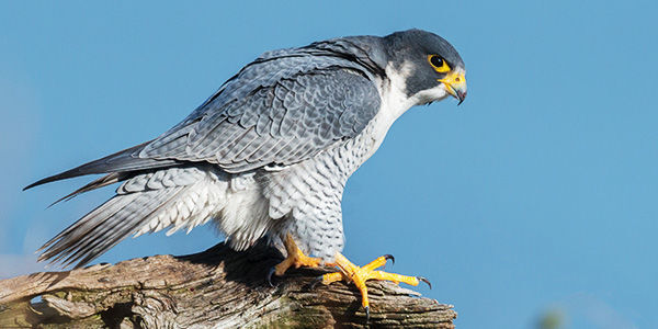 FLY LIKE FALCON ( MY 300 POEM )
