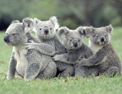 A Cuddle Party