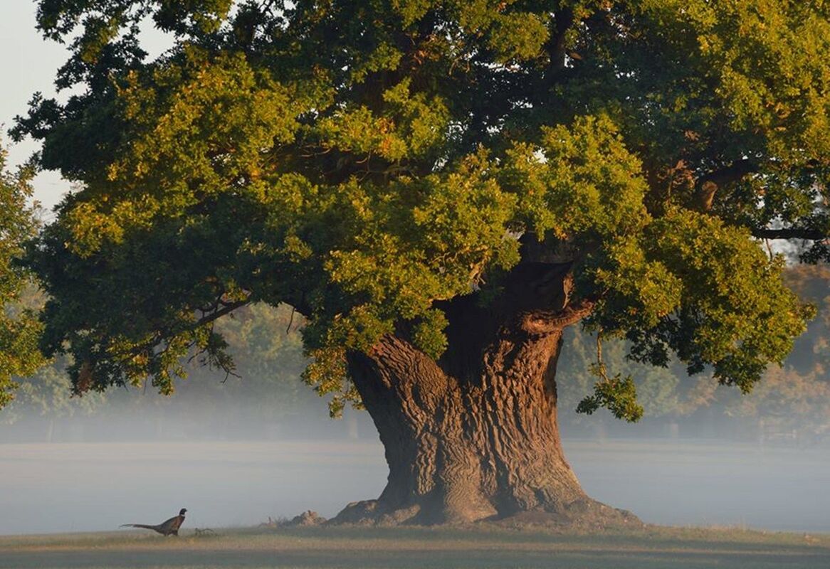 The ancient oak tree