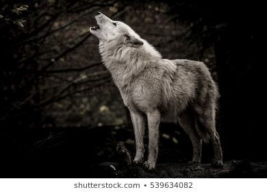 The Wolf That Dwelled In Me