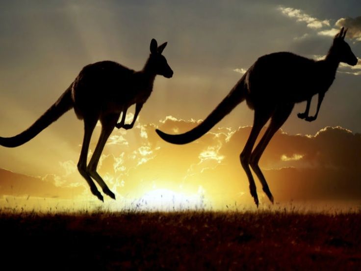  plaiting the horizon 