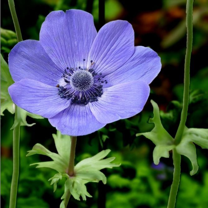 Anemone