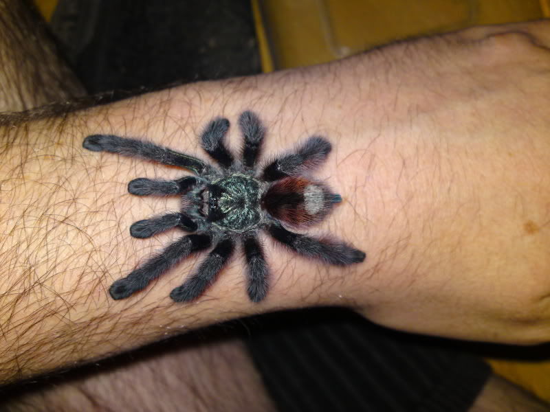 ~ VENOMOUS VISITOR ~