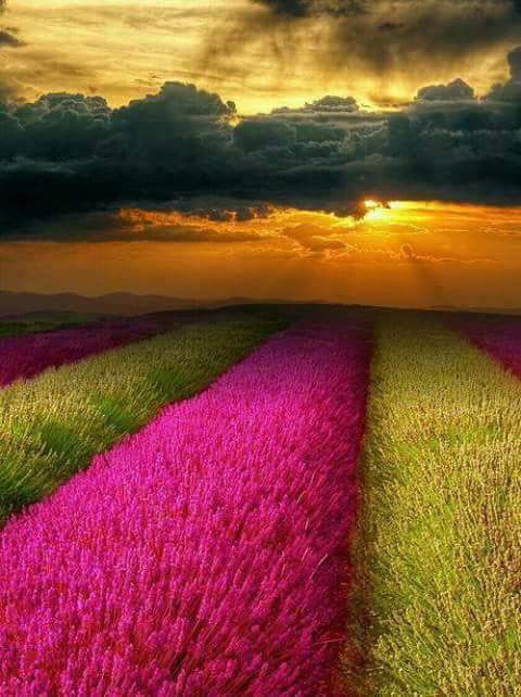 Another dream