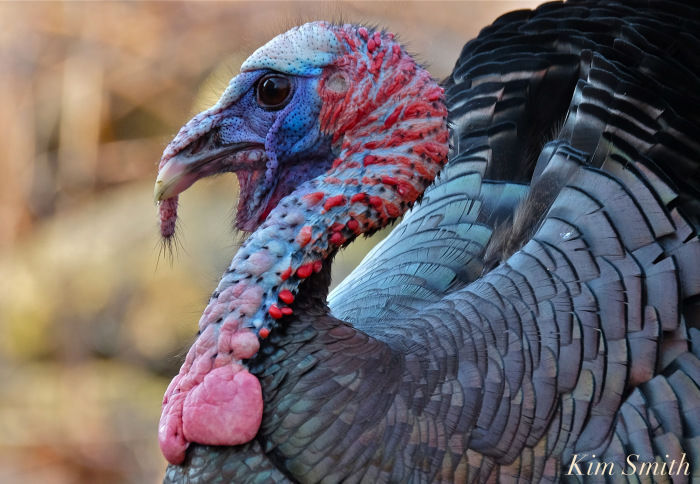 Bush Turkey