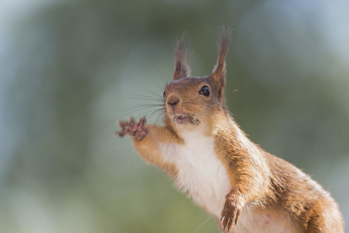 Chasing Squirrels