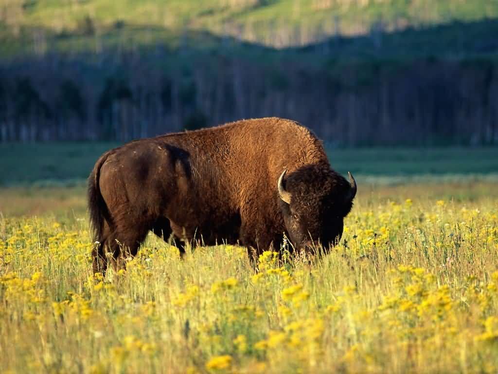 Majestic Nature