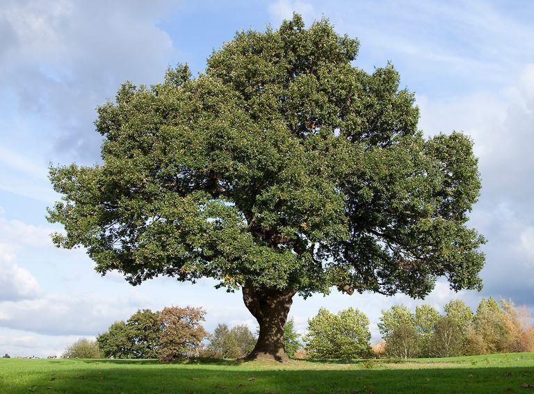 An Oak Tree