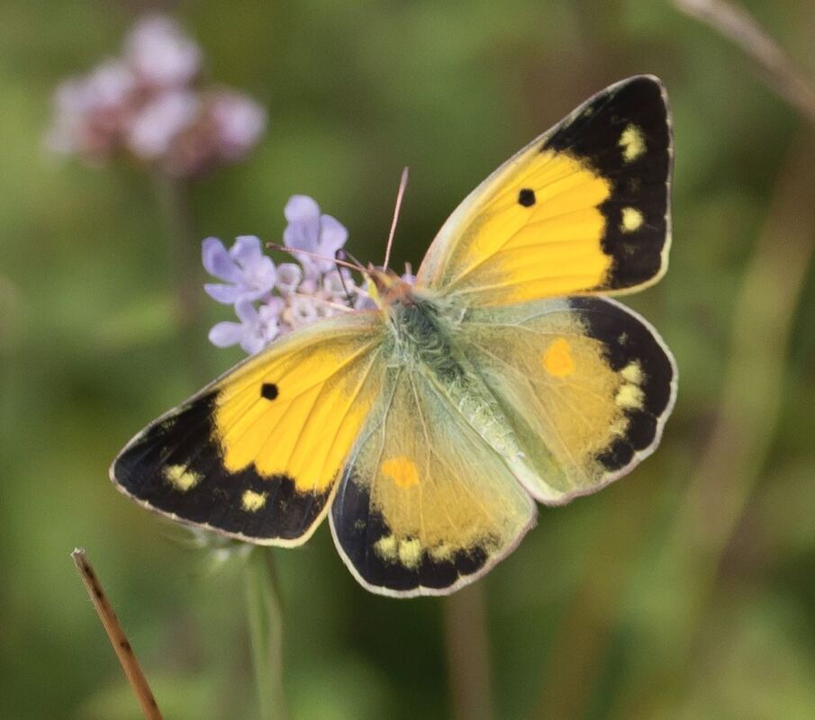 Butterfly
