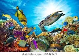 Colours of Corals