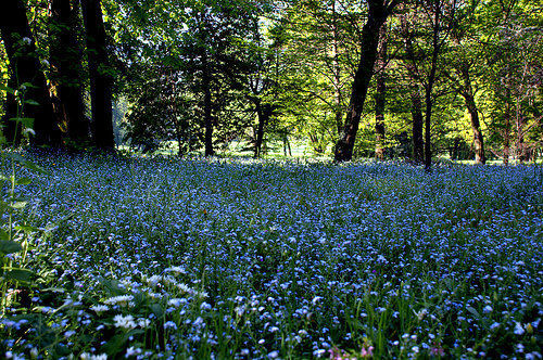 Forget-me-not
