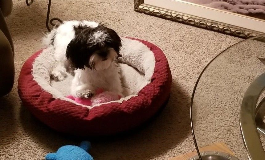 Cookie Had Her First