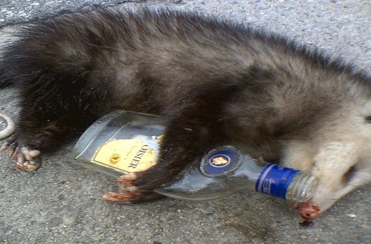 ‘Drunk as a skunk’