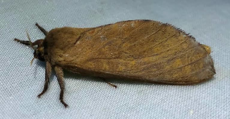 Moth